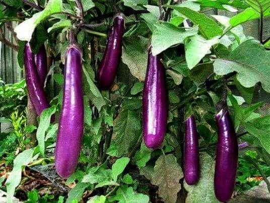 Terong Ungu