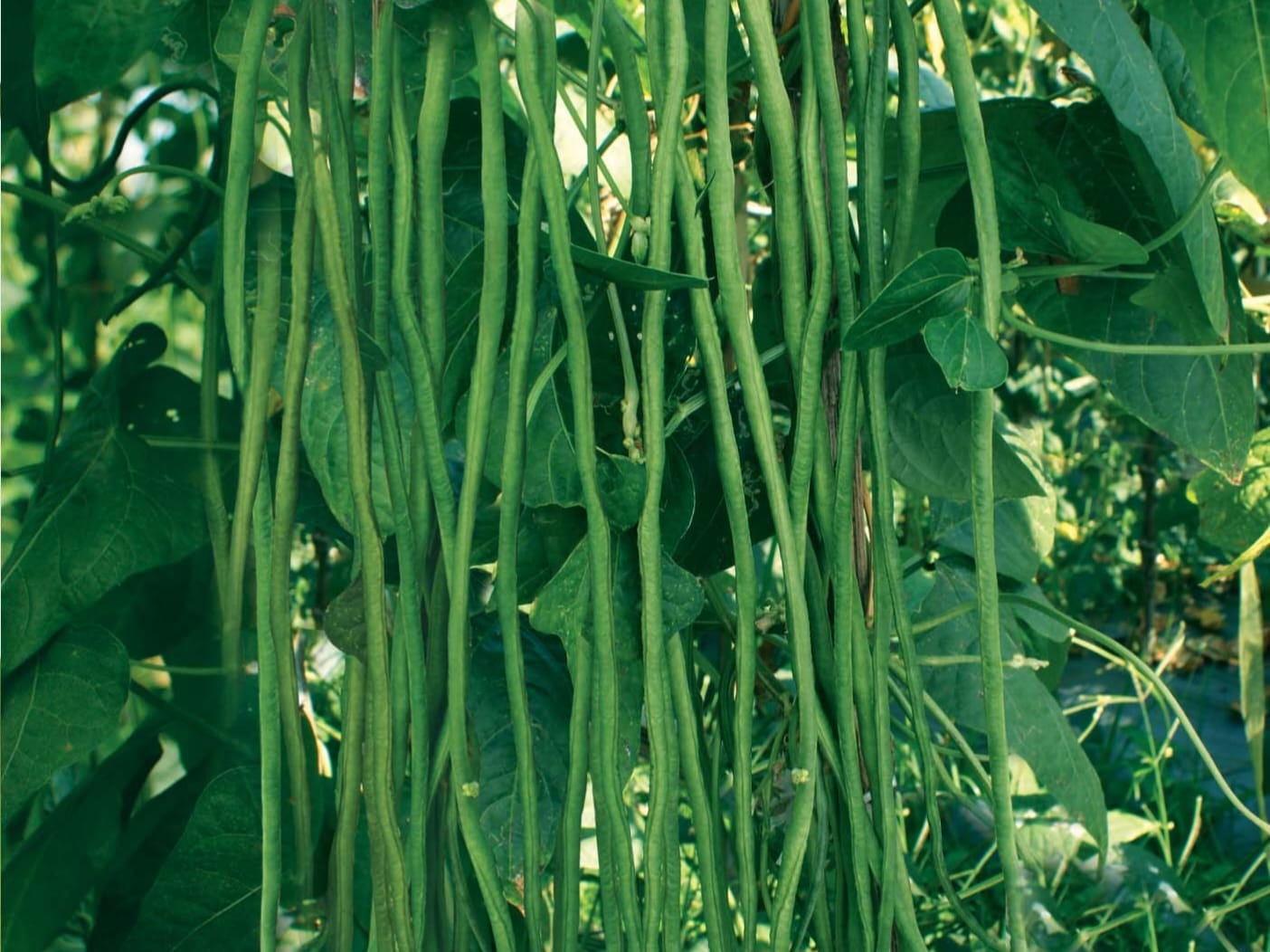 Kacang Panjang
